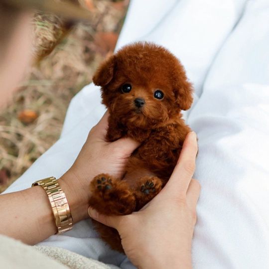 Toy poodle puppies