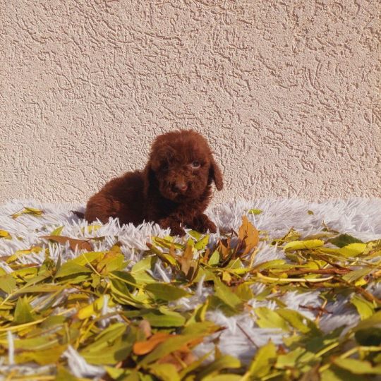 Toy poodle small toys