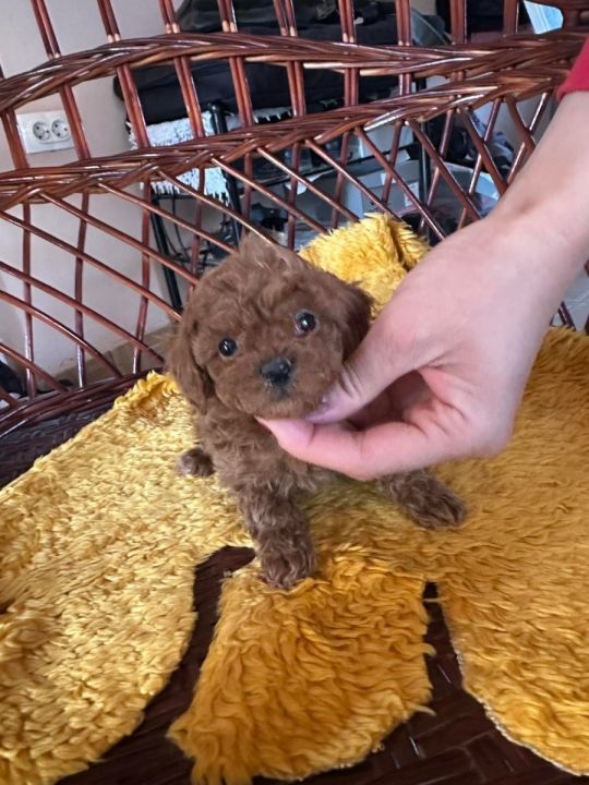 Toy poodle ......