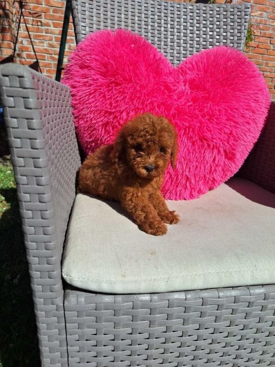 TOY POODLES for sale