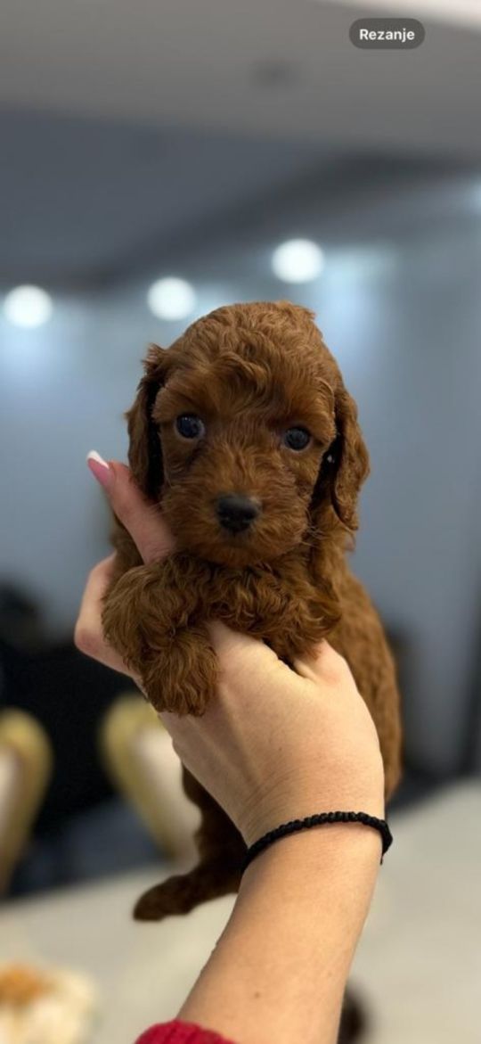 Toy puppies and mini poodles