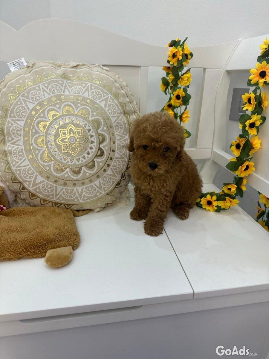 Toy puppies and mini poodles