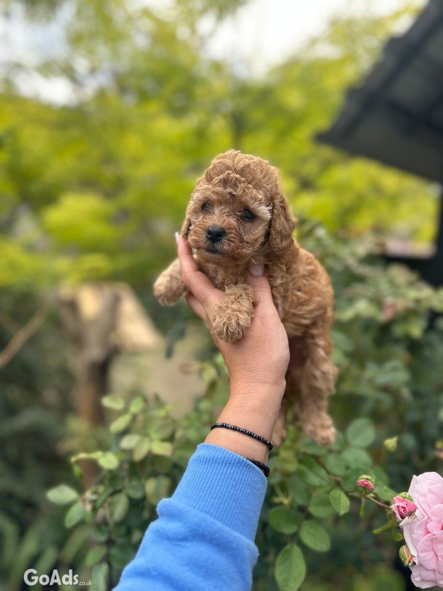 Toy puppies and mini poodles