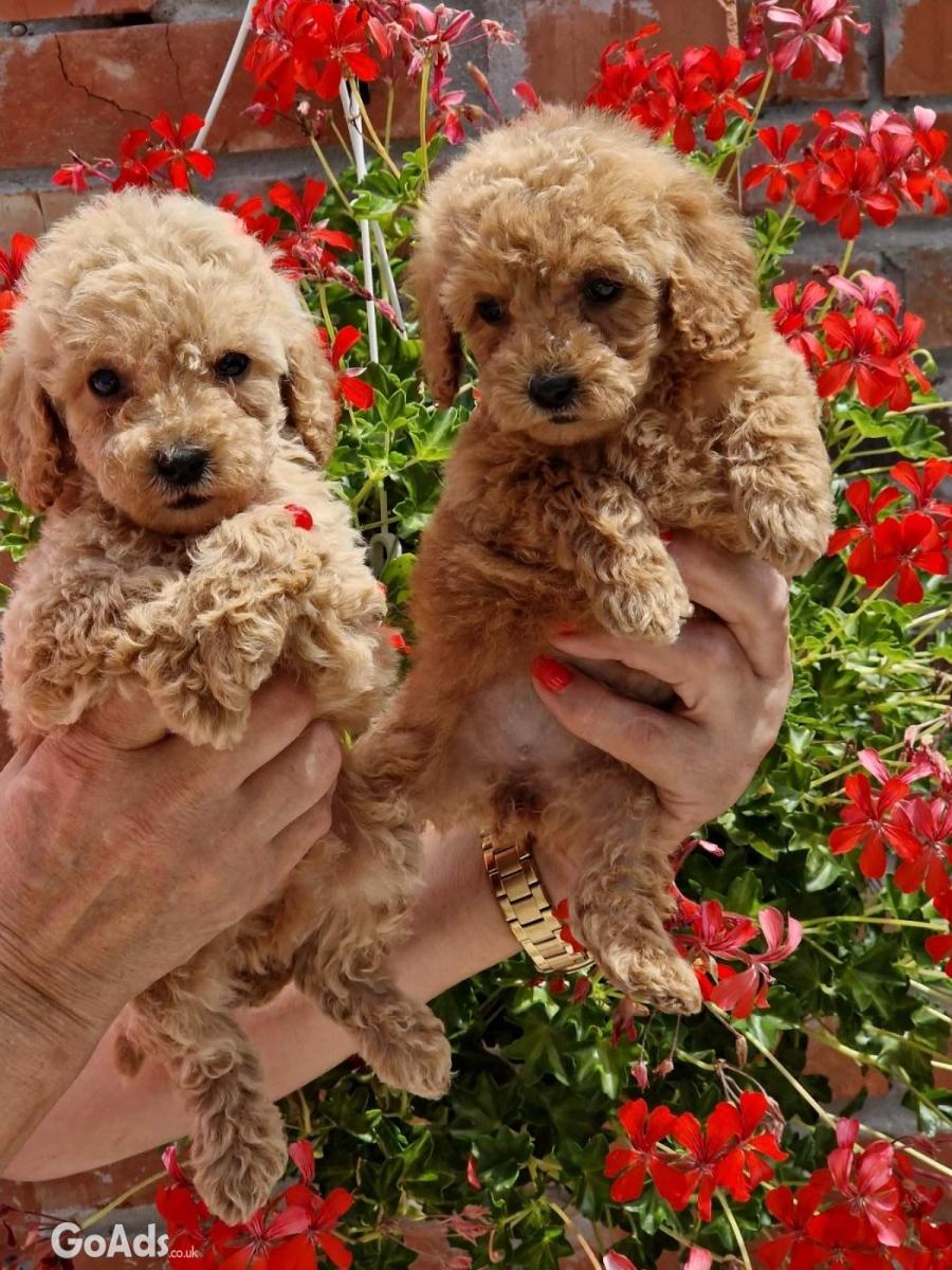 TOY RED AND APRICOT POODLES