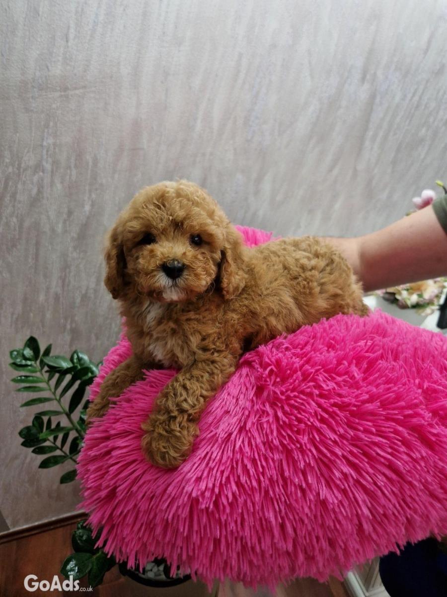TOY RED AND APRICOT POODLES