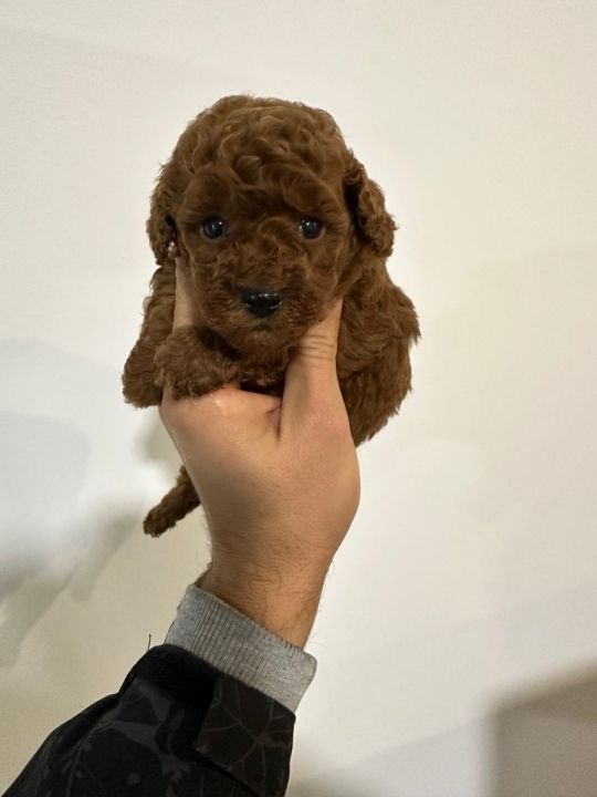 Toy red poodles!