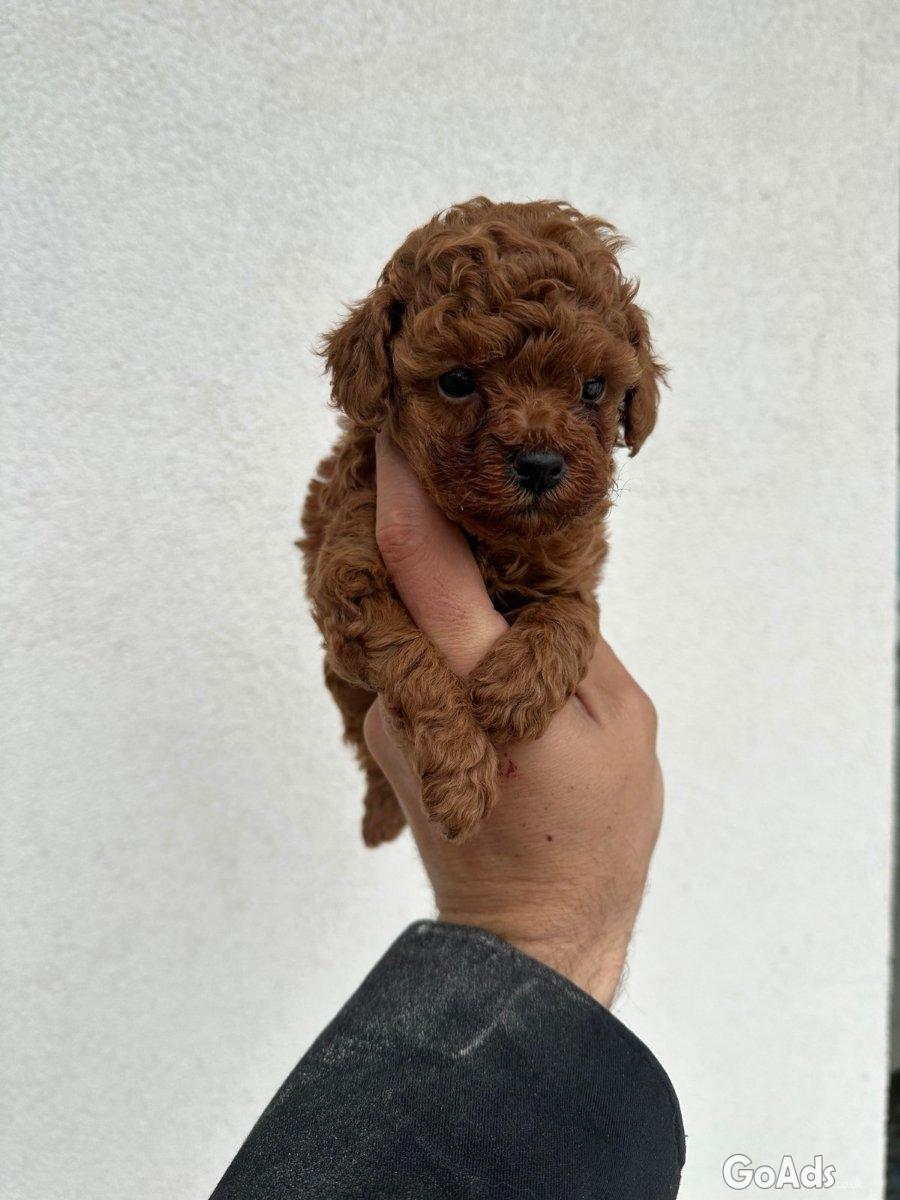 Toy red poodles...for sale