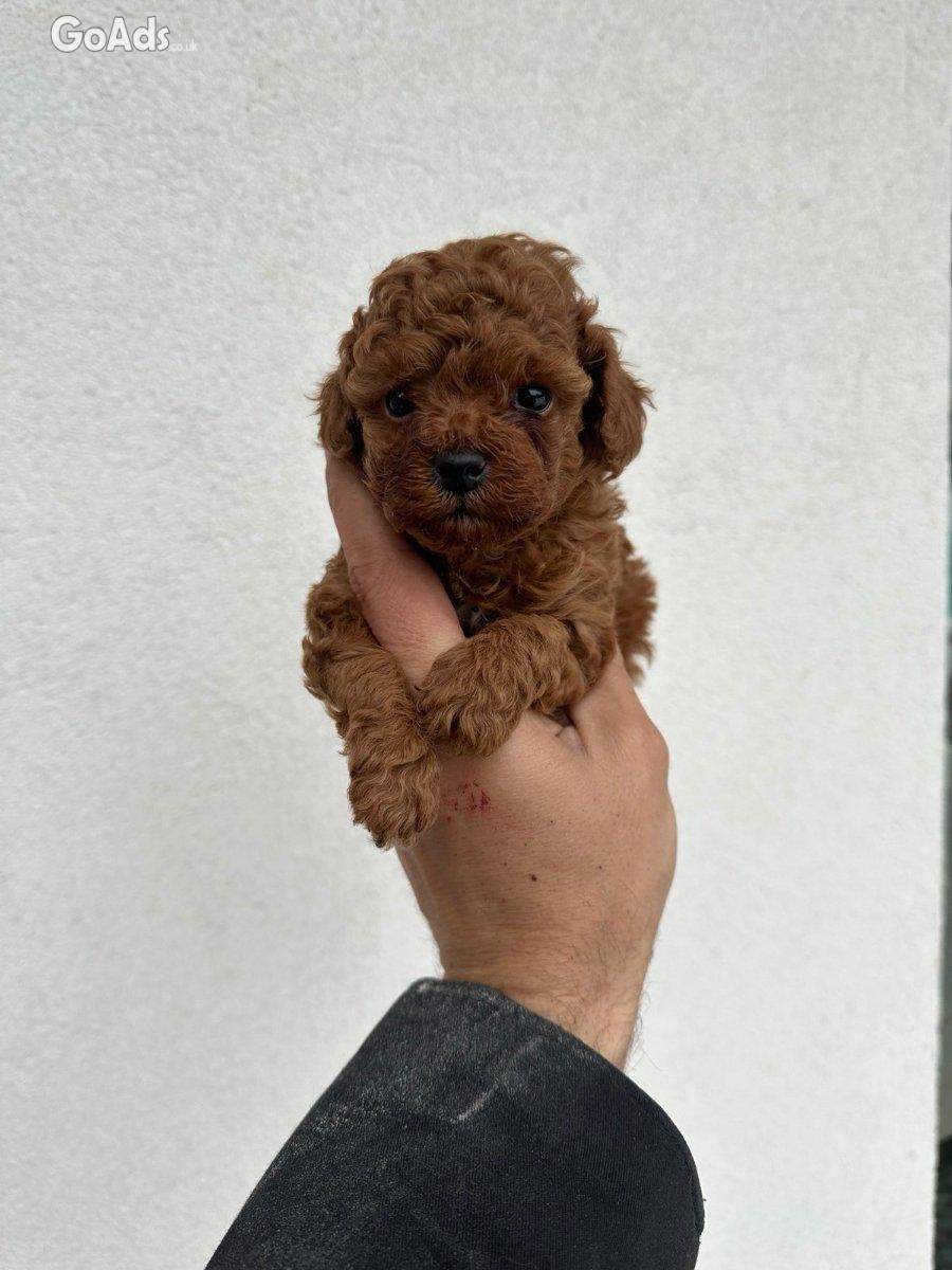 Toy red poodles...for sale