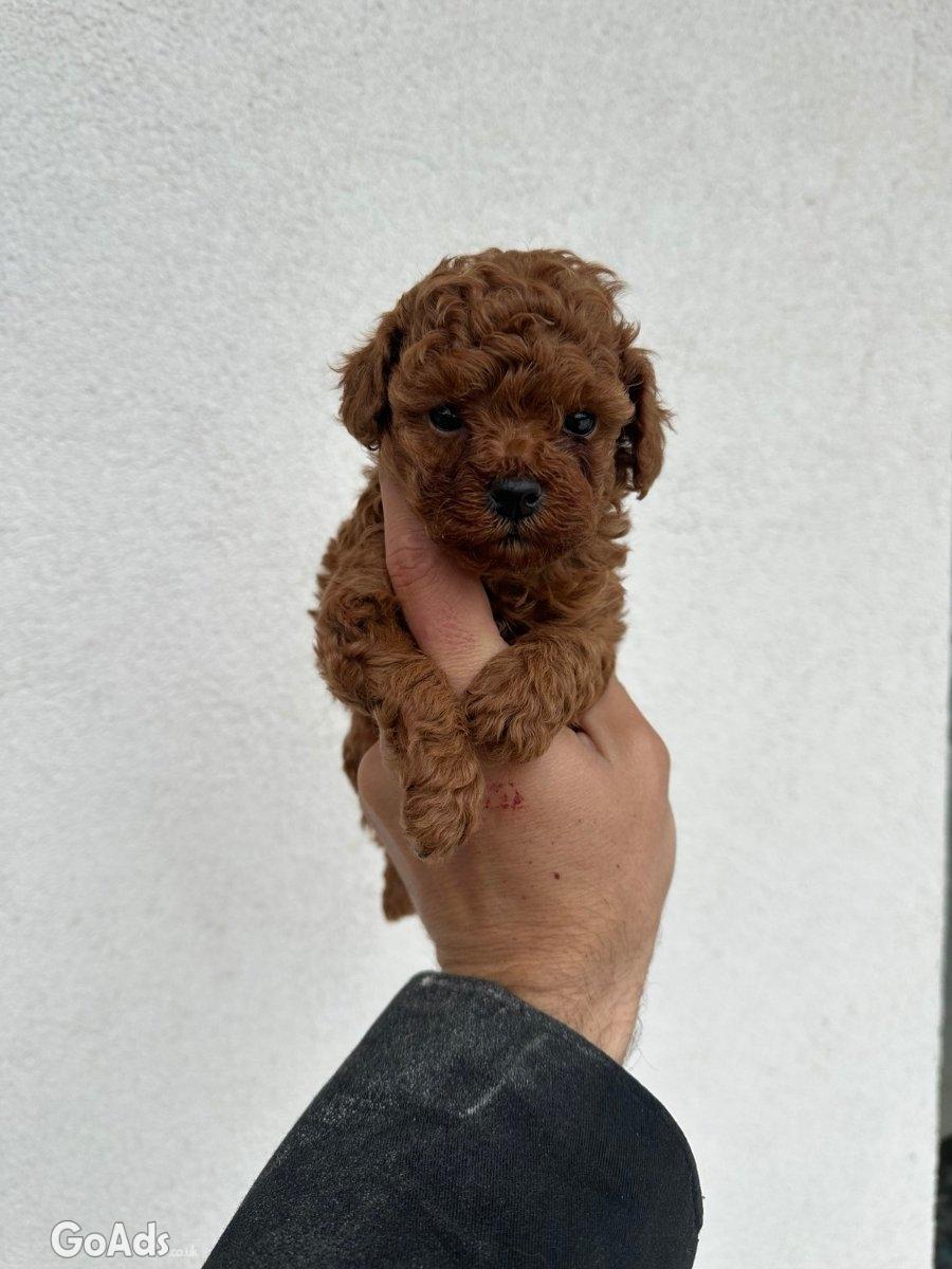 Toy red poodles...for sale