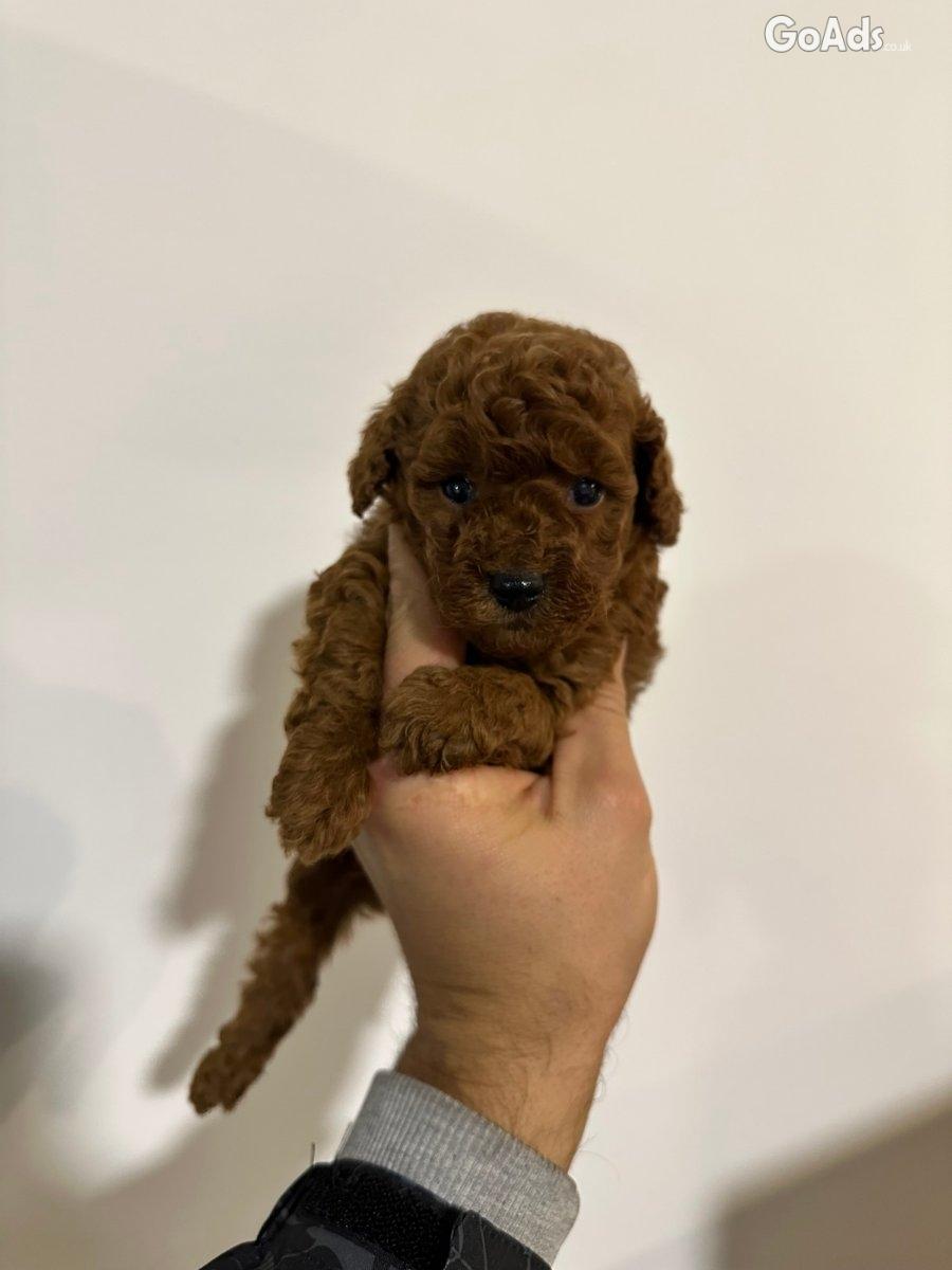 Toy red poodles...for sale