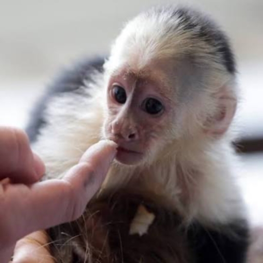 Train capuchin monkeys for sale locally