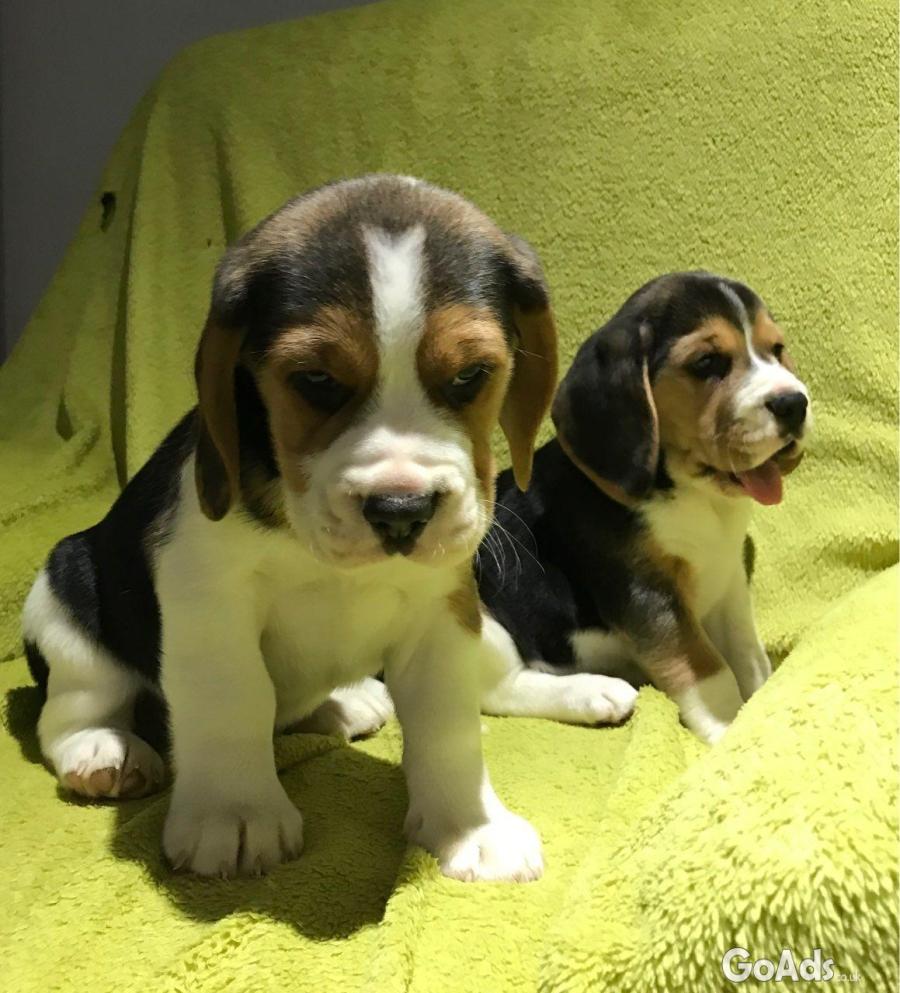 Trained and charming Beagle puppies
