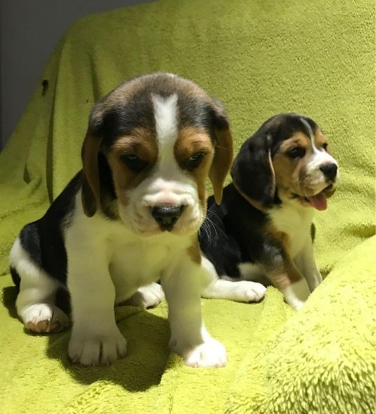 Trained and charming Beagle puppies