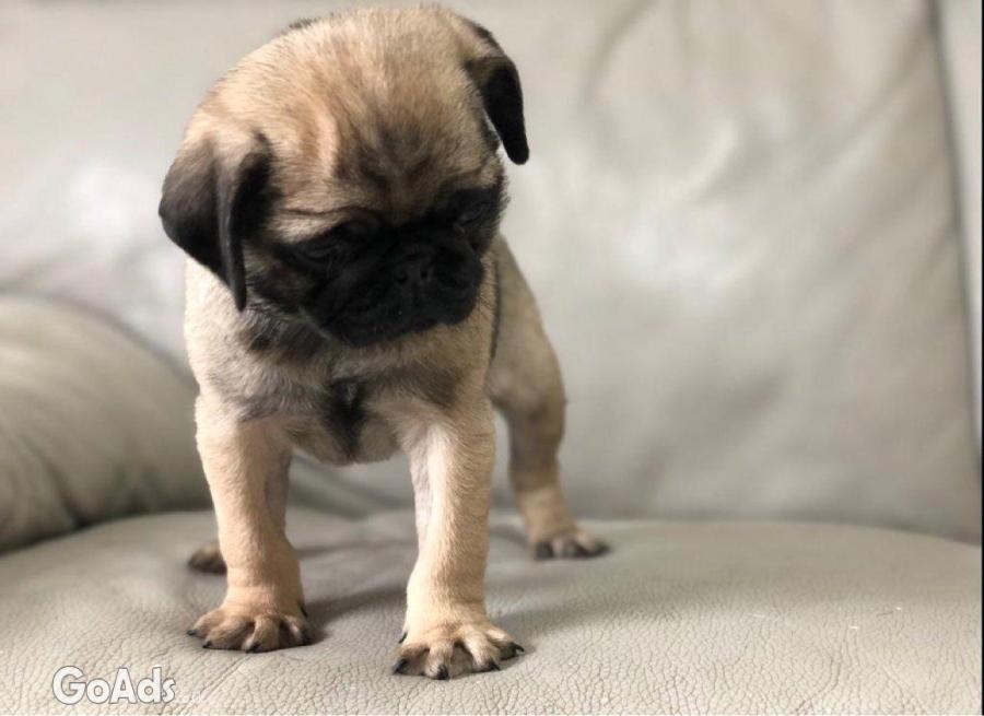 Trained and charming Pug puppies