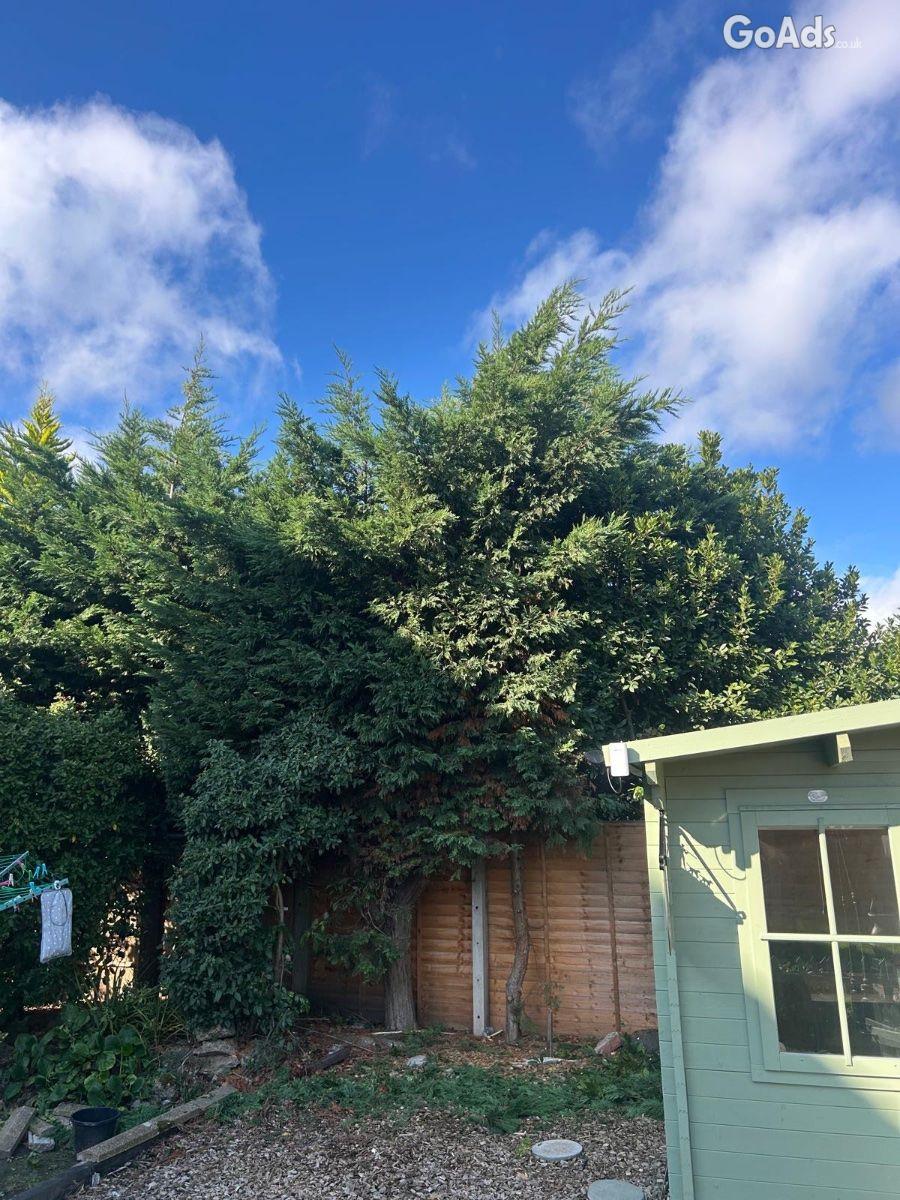 Tree care 4 you &. Landscaping