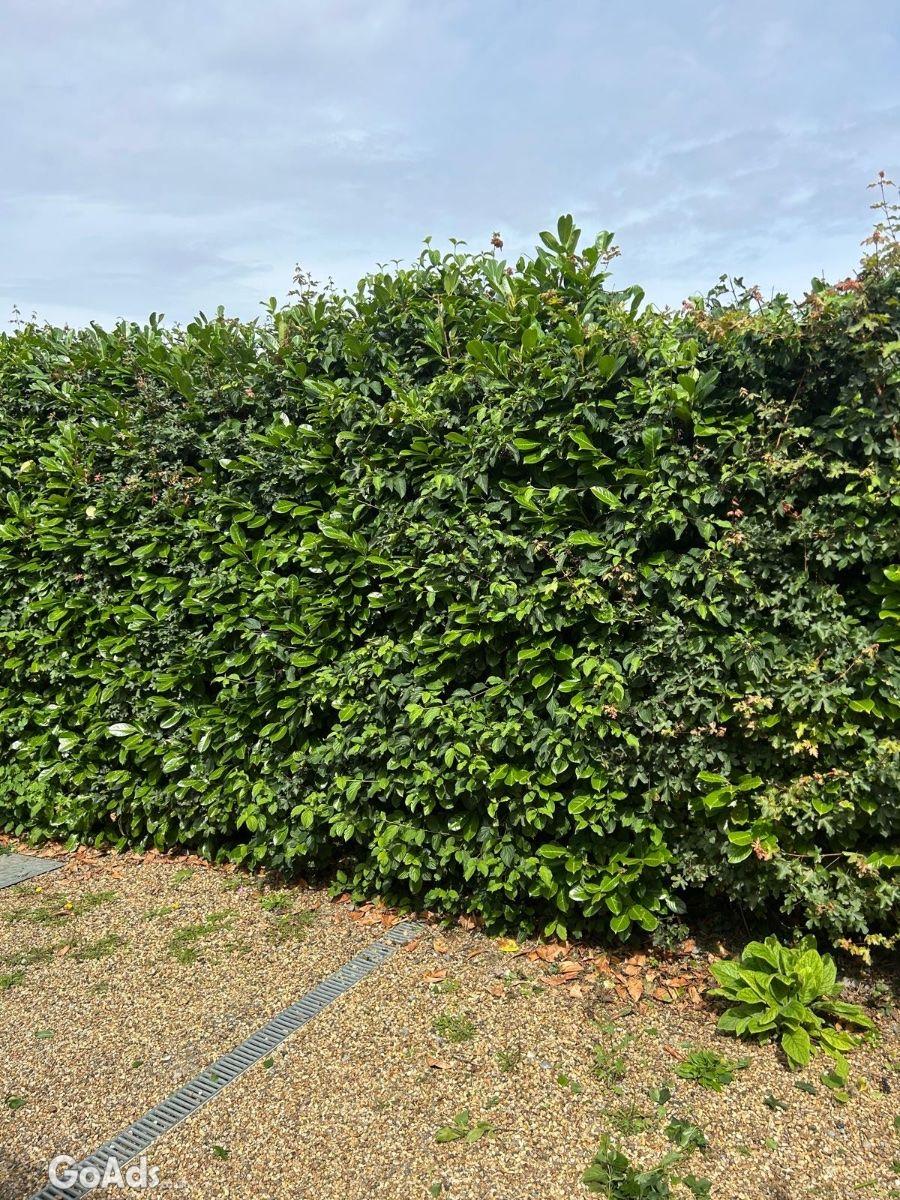 Tree care 4 you &. Landscaping