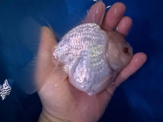 Tricolors and Single Color Oranda Goldfish Available for sale