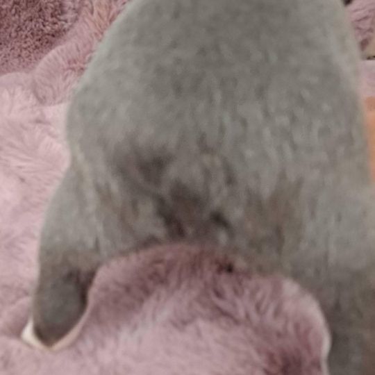 Truly Cracking Litter Of Boston Terrier Babbies Energetic Eye examined