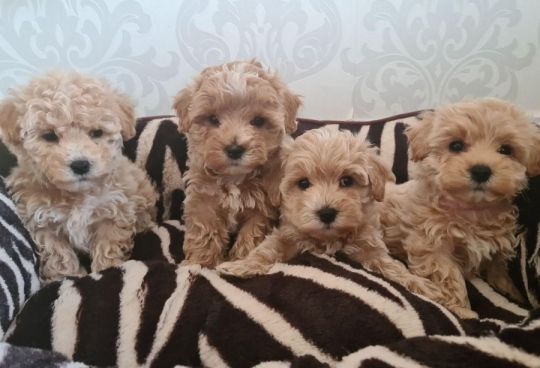 Ture tiny teddy bear maltipoos