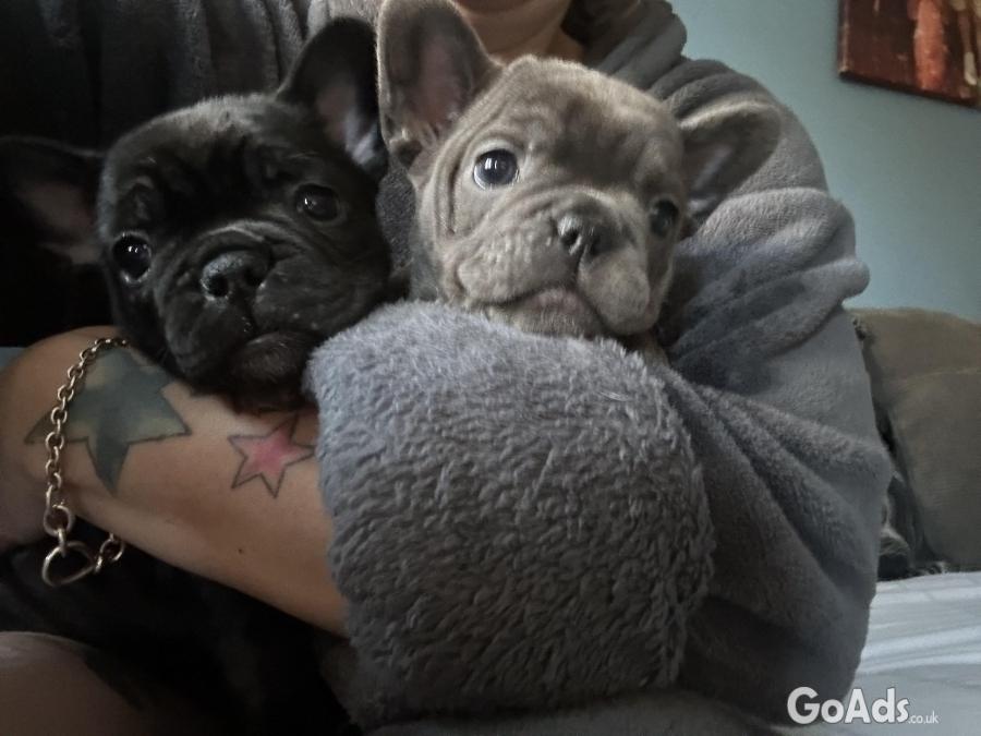 Two beautiful French bulldog puppy’s 