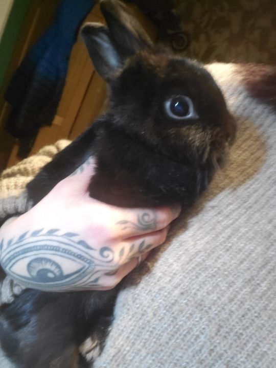 Two black rabbits