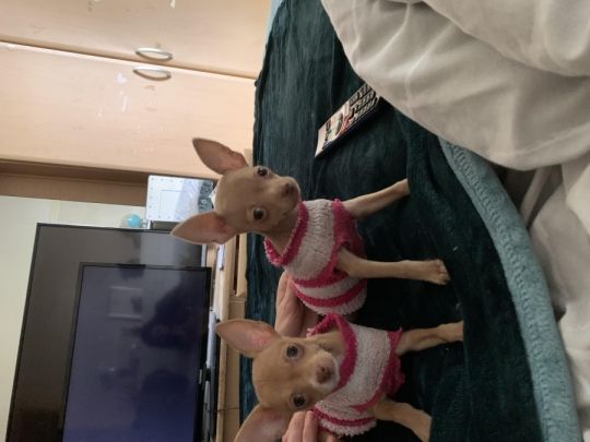 Two chihuahua cross