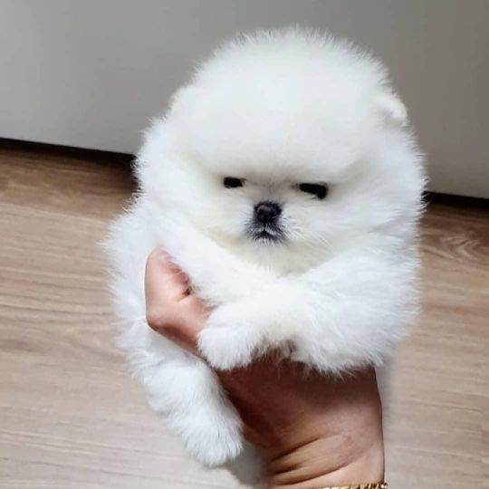 Two Friendly Teacup Pomeranian Puppies