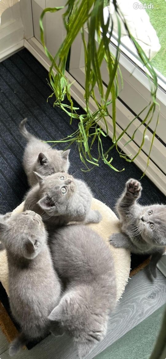 Two girls. Pure Blue British shorthair kittens for sale