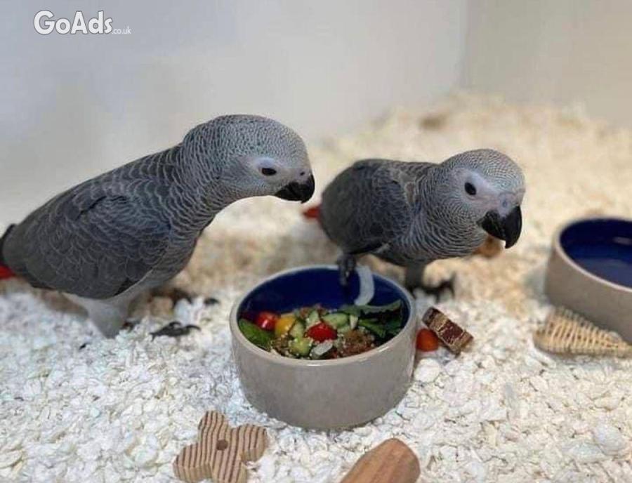 Two tame  African grey parrot chicks for sale