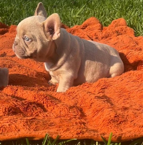 UKC Frenchie puppies