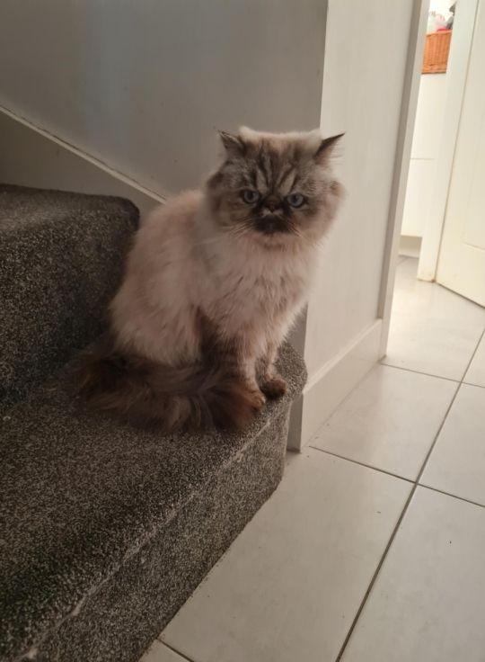 Ultra Face Persian For Sale
