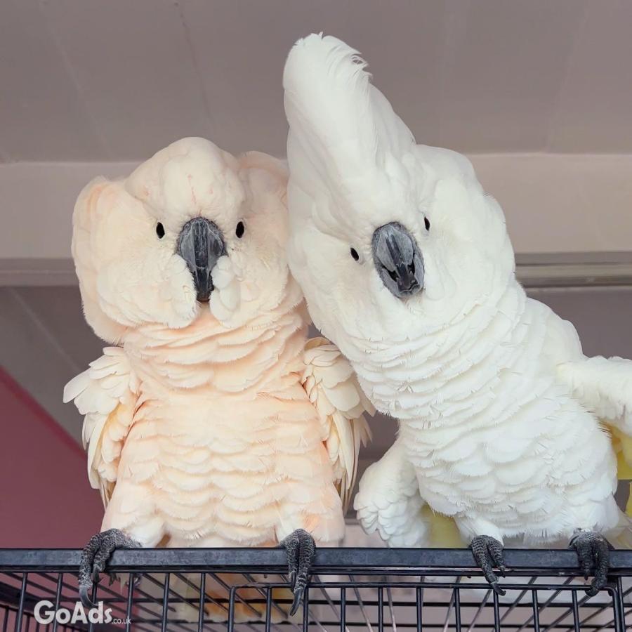 Umbrella Cockatoo parrot 
