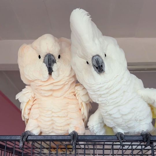 Umbrella Cockatoo parrot