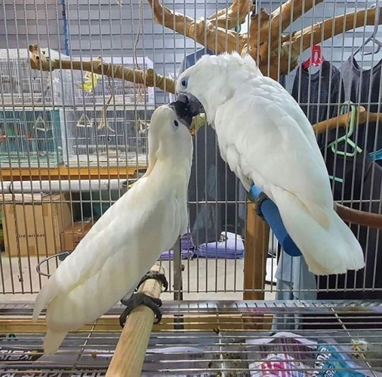Umbrella Cockatoos for sale