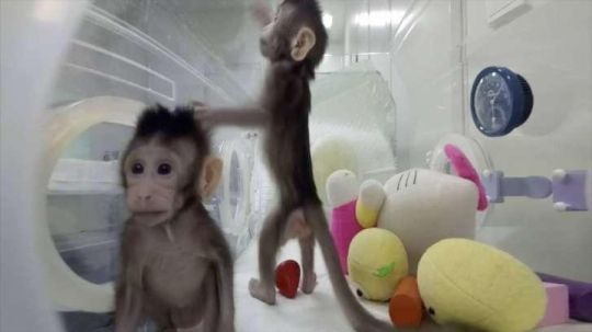 Very healthy capuchin for you.
