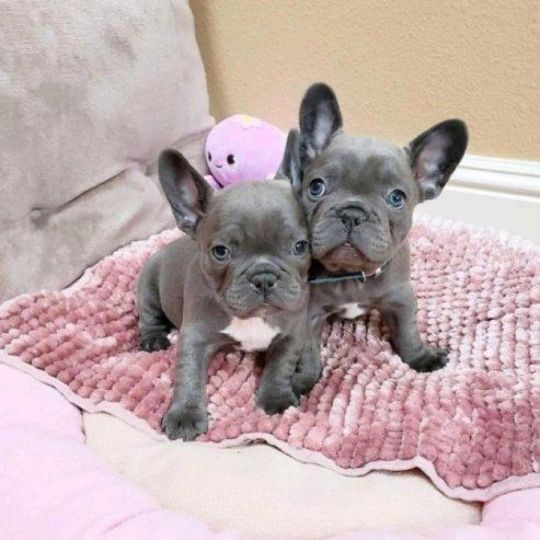 Wanderful French Bulldog Puppies For Sale