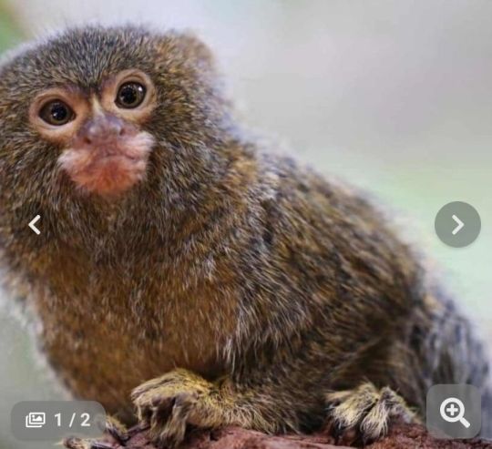 !Wanted Marmoset Female Monkey!
