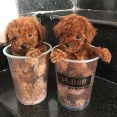 We have male and female Poodle puppies available.