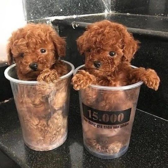 We have male and female Poodle puppies available.