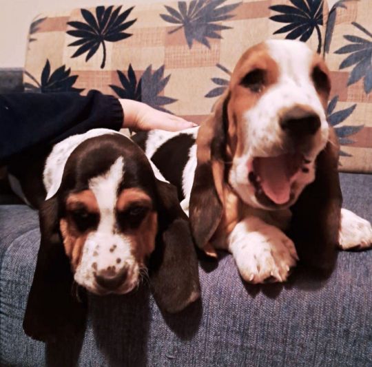 We offer Basset puppies