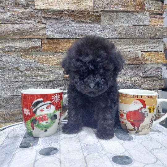 We offer poodle puppies