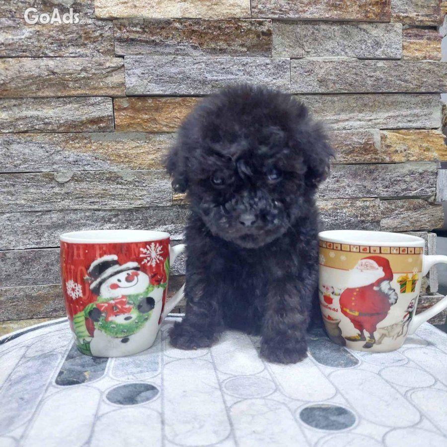We offer poodle puppies