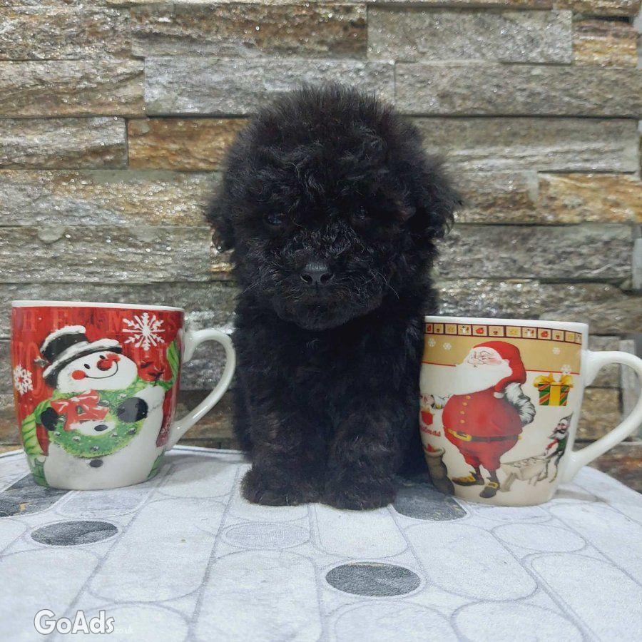 We offer poodle puppies