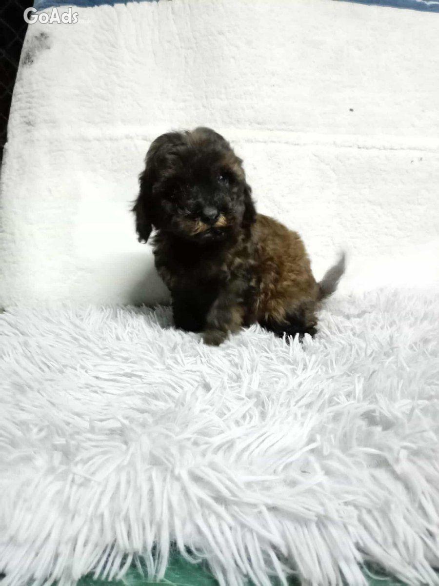 We offer poodle puppies