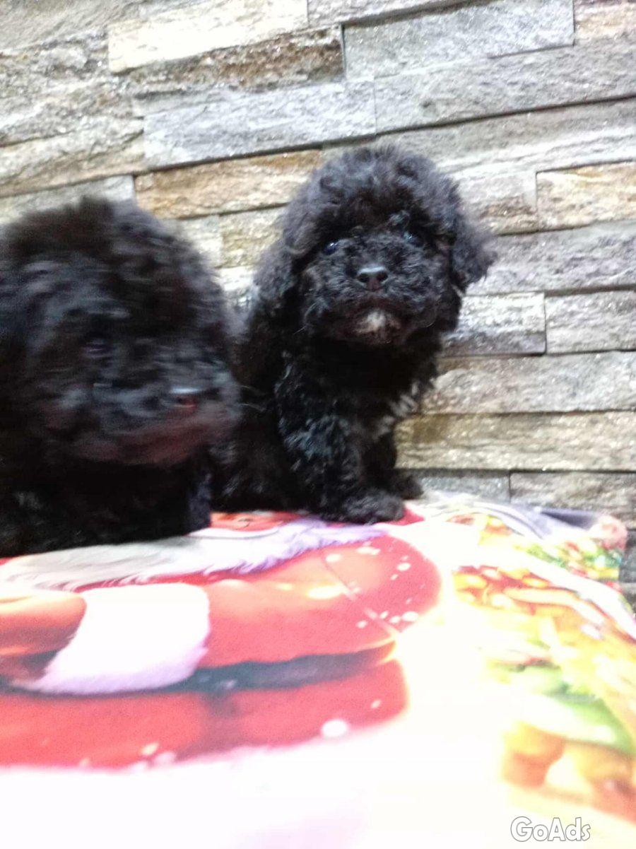 We offer poodle puppies