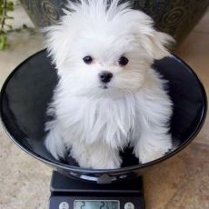 Well Socialized Maltese Puppies