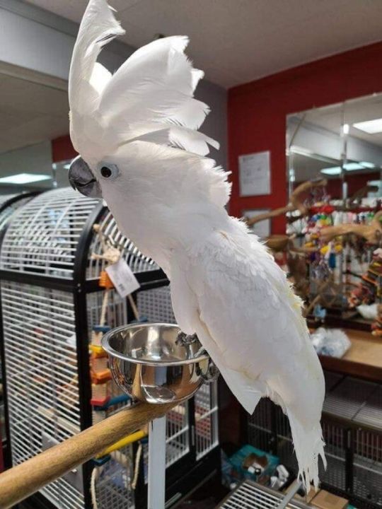 Well Talking pair Cockatoo Parrots For Adoption DNA