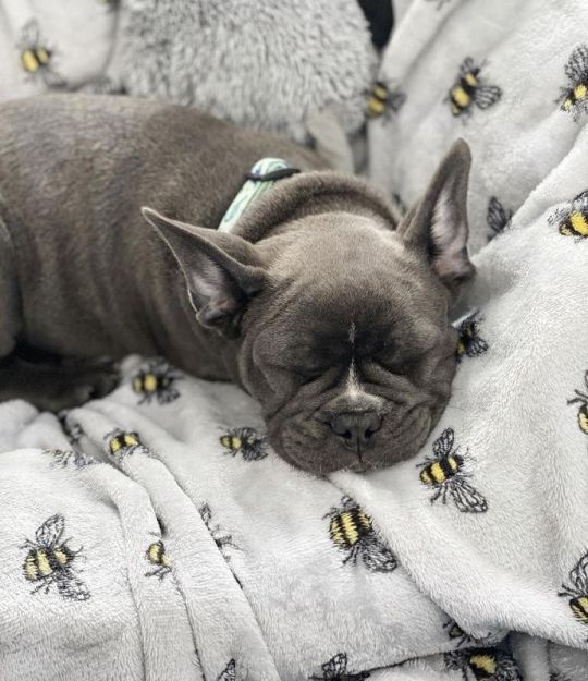 Well trained French Bull dog puppies