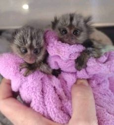 Well Trained Marmoset Monkeys