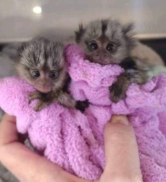 Well Trained Marmoset Monkeys